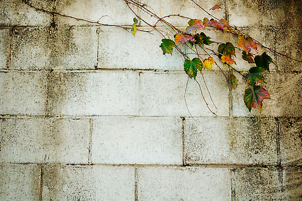 포토 JPG 주간 벽 백그라운드 거리 서울 풍경 사람없음 야외 가을 덩굴 보석길 국내포토 자연요소 식물 계절 한국 파일형식