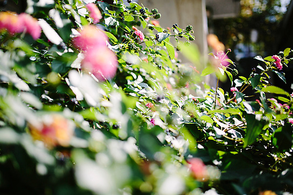 포토 JPG 주간 꽃 백그라운드 거리 서울 풍경 사람없음 야외 아웃포커스 보석길 국내포토 자연요소 식물 한국 촬영기법 파일형식
