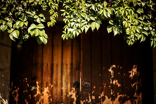 포토 JPG 주간 백그라운드 거리 서울 그림자 풍경 사람없음 야외 풀잎 대문 보석길 국내포토 자연요소 식물 잎 한국 문 풀 파일형식