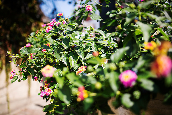 포토 JPG 주간 꽃 백그라운드 거리 서울 풍경 사람없음 야외 아웃포커스 보석길 국내포토 자연요소 식물 한국 촬영기법 파일형식