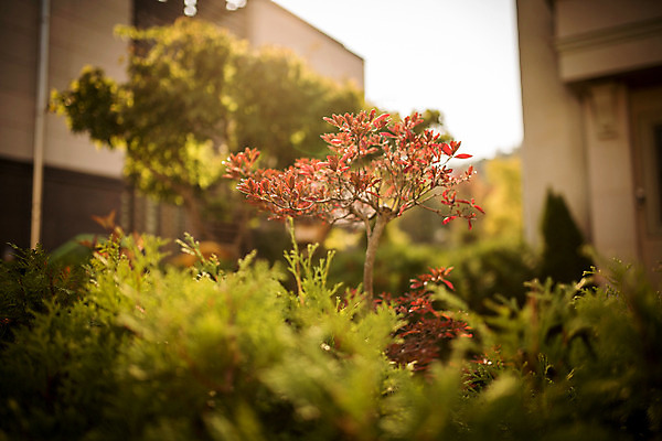 포토 JPG 주간 나무 백그라운드 거리 서울 풍경 사람없음 야외 건물 아웃포커스 가을 보석길 국내포토 자연요소 식물 건축물 계절 한국 촬영기법 파일형식