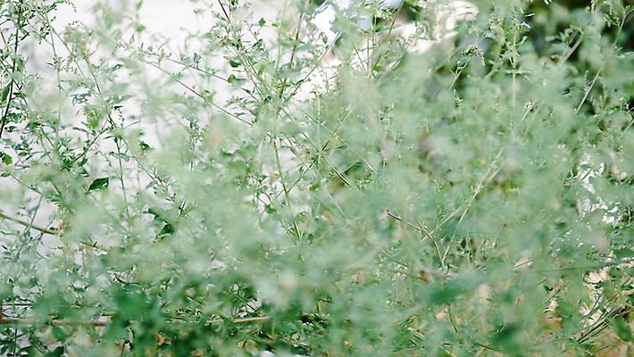 포토 JPG 주간 식물 백그라운드 거리 서울 풍경 사람없음 야외 아웃포커스 보석길 국내포토 자연요소 한국 촬영기법 파일형식