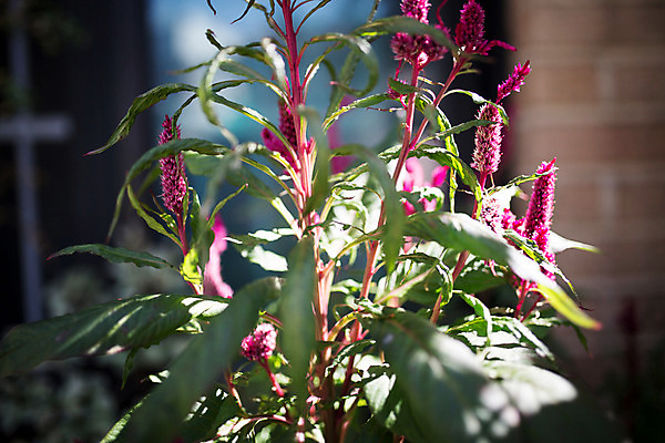 포토 JPG 주간 꽃 백그라운드 거리 서울 풍경 사람없음 야외 아웃포커스 가을 보석길 국내포토 자연요소 식물 계절 한국 촬영기법 파일형식