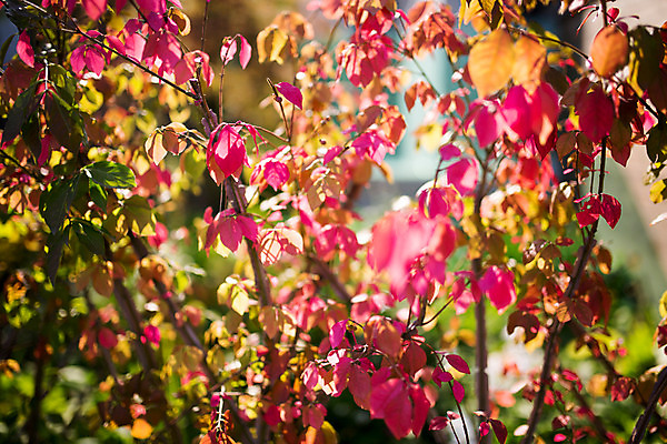 포토 JPG 주간 꽃 백그라운드 거리 서울 꽃나무 풍경 사람없음 야외 아웃포커스 가을 보석길 국내포토 자연요소 나무 식물 계절 한국 촬영기법 파일형식