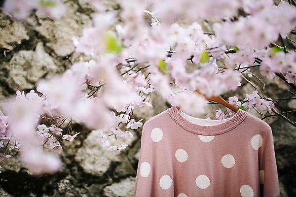 포토 JPG 주간 옷 꽃 백그라운드 거리 서울 풍경 사람없음 야외 아웃포커스 봄 옷걸이 삼청동 인사동 국내포토 자연요소 식물 계절 한국 촬영기법 종로 파일형식