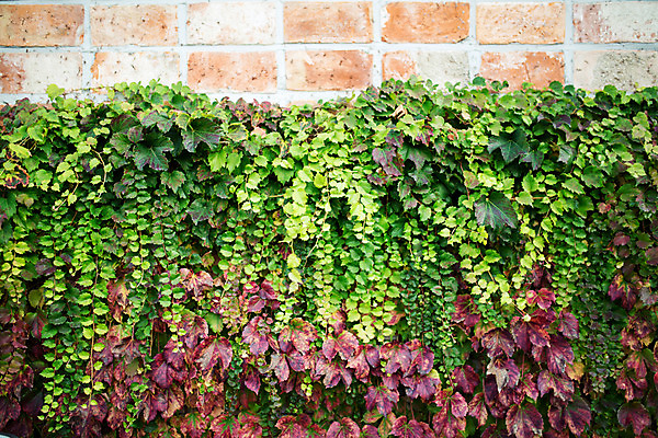 포토 JPG 주간 벽 백그라운드 벽돌 거리 서울 풍경 사람없음 야외 가을 덩굴 삼청동 인사동 국내포토 자연요소 식물 계절 한국 종로 파일형식