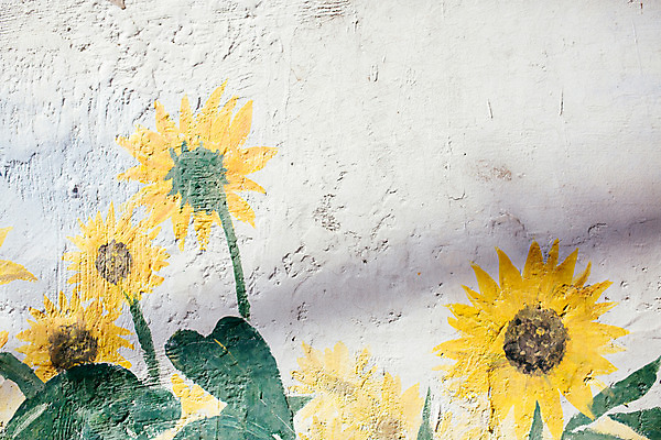 포토 JPG 주간 벽 백그라운드 해바라기 거리 서울 풍경 사람없음 야외 벽화 삼청동 인사동 국내포토 자연요소 꽃 한국 그림 종로 파일형식