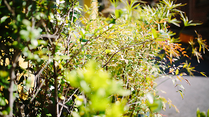 포토 JPG 주간 백그라운드 거리 서울 풍경 사람없음 야외 나뭇가지 풀잎 삼청동 인사동 국내포토 자연요소 나무 잎 한국 풀_식물 종로 파일형식