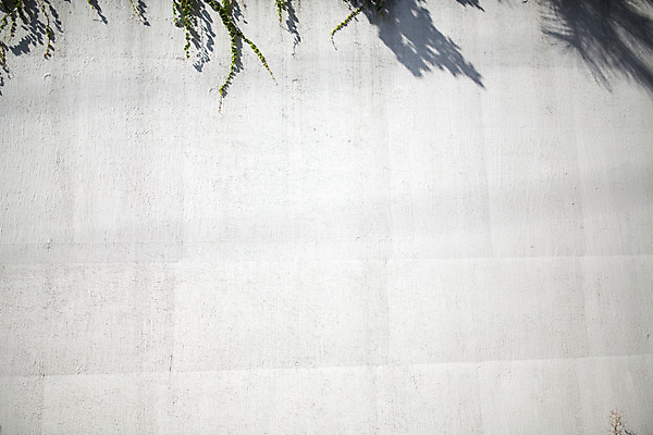 포토 JPG 주간 벽 백그라운드 거리 서울 그림자 풍경 사람없음 야외 덩굴 삼청동 인사동 국내포토 자연요소 식물 한국 종로 파일형식