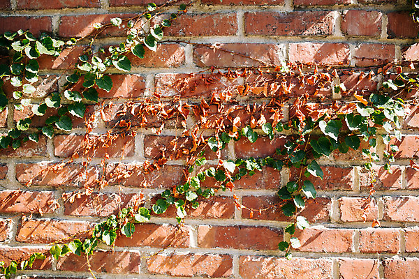 포토 JPG 주간 벽 백그라운드 벽돌 거리 서울 풍경 사람없음 야외 가을 덩굴 삼청동 인사동 국내포토 자연요소 식물 계절 한국 종로 파일형식