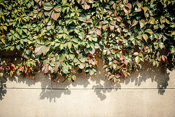 포토 JPG 주간 벽 백그라운드 거리 서울 풍경 사람없음 야외 가을 풀잎 덩굴 삼청동 인사동 국내포토 자연요소 식물 계절 잎 한국 풀_식물 종로 파일형식