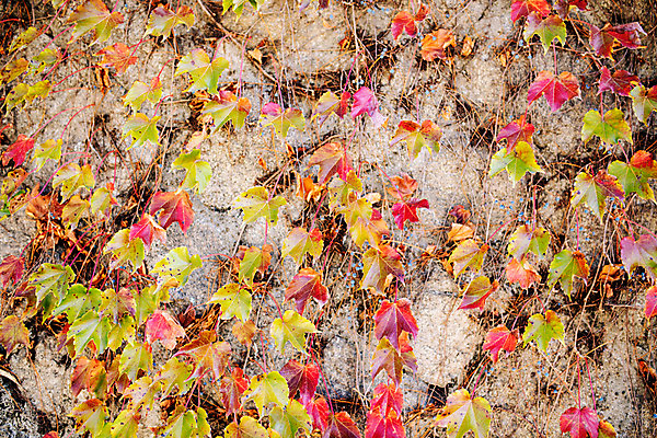 포토 JPG 주간 백그라운드 거리 서울 풍경 사람없음 야외 담장 가을 덩굴 삼청동 인사동 국내포토 자연요소 식물 계절 한국 종로 파일형식