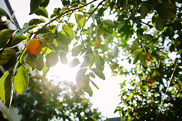 포토 JPG 주간 백그라운드 하늘 거리 서울 감 풍경 사람없음 야외 햇빛 가을 감나무 삼청동 인사동 국내포토 자연요소 나무 계절 과일 한국 태양 종로 파일형식