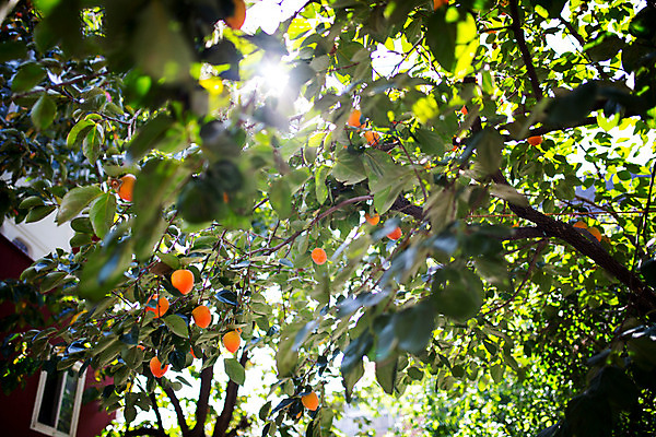 포토 JPG 주간 백그라운드 거리 서울 감 풍경 사람없음 야외 햇빛 가을 감나무 삼청동 인사동 국내포토 자연요소 나무 계절 과일 한국 태양 종로 파일형식