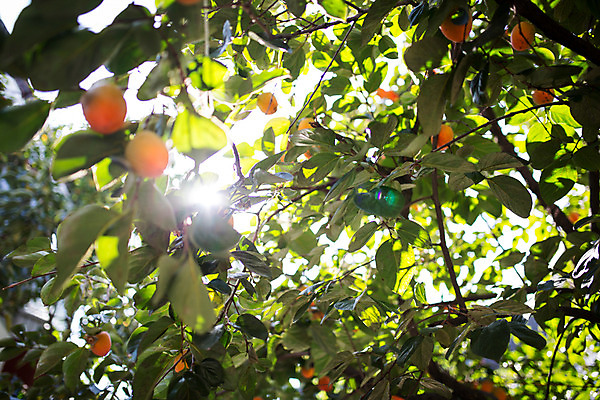 포토 JPG 주간 백그라운드 거리 서울 감 풍경 사람없음 야외 햇빛 가을 감나무 삼청동 인사동 국내포토 자연요소 나무 계절 과일 한국 태양 종로 파일형식