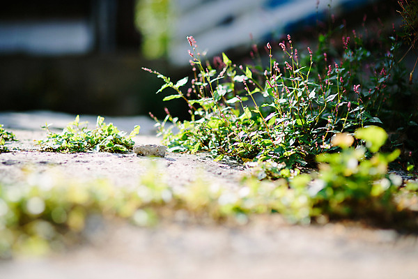 포토 JPG 주간 백그라운드 거리 바닥 서울 풍경 사람없음 야외 아웃포커스 잡초 삼청동 인사동 국내포토 자연요소 식물 한국 촬영기법 종로 파일형식