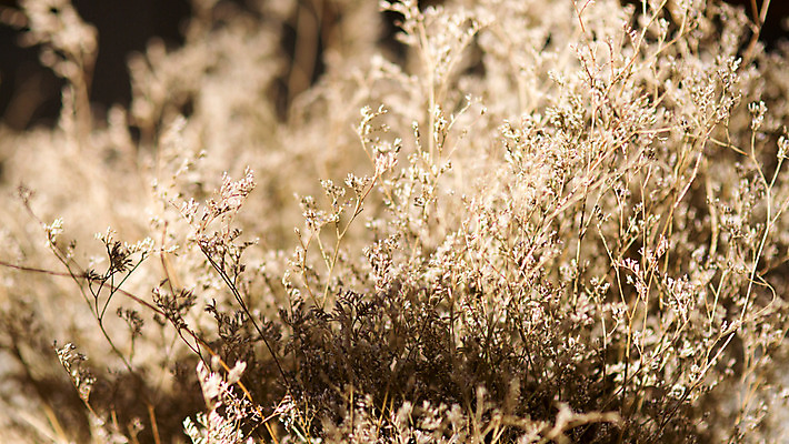 포토 JPG 주간 백그라운드 거리 서울 풍경 사람없음 야외 가을 풀잎 삼청동 인사동 국내포토 자연요소 계절 잎 한국 풀_식물 종로 파일형식