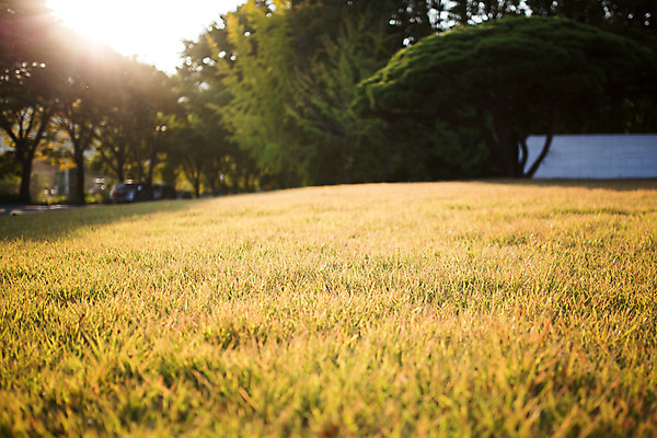 포토 JPG 주간 나무 공원 백그라운드 거리 서울 풍경 잔디 사람없음 야외 아웃포커스 삼청동 인사동 국내포토 자연요소 식물 공공시설 한국 촬영기법 종로 파일형식