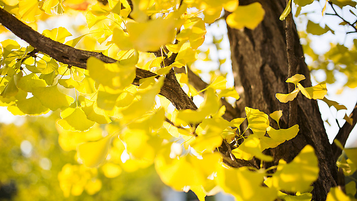 포토 JPG 주간 백그라운드 거리 서울 풍경 사람없음 야외 아웃포커스 가을 은행잎 은행나무 삼청동 인사동 국내포토 자연요소 나무 계절 잎 한국 촬영기법 종로 파일형식