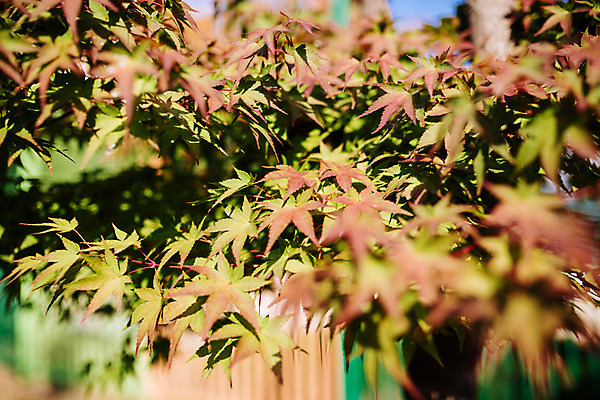 포토 JPG 주간 백그라운드 단풍 단풍나무 거리 서울 풍경 사람없음 야외 아웃포커스 가을 삼청동 인사동 국내포토 자연요소 나무 계절 잎 한국 촬영기법 종로 파일형식