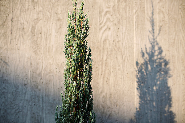 포토 JPG 주간 나무 벽 백그라운드 거리 서울 그림자 풍경 사람없음 야외 삼청동 인사동 국내포토 자연요소 식물 한국 종로 파일형식