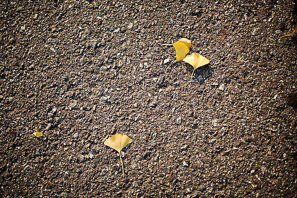 포토 JPG 주간 백그라운드 거리 바닥 서울 풍경 사람없음 야외 가을 은행잎 삼청동 인사동 국내포토 자연요소 계절 잎 한국 종로 파일형식