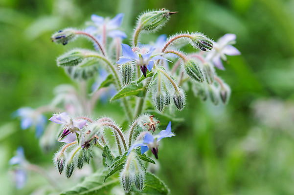 포토 JPG 주간 식물 꽃 여러송이 자연 근접촬영 사람없음 야외 아웃포커스 솜털 국내포토 자연요소 뷰포인트 다수 촬영기법 생태계 파일형식