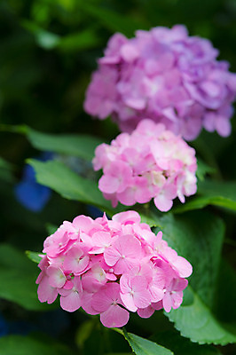 포토 JPG 주간 식물 꽃 분홍색 여러송이 잎 자연 사람없음 야외 아웃포커스 수국 국내포토 자연요소 컬러 다수 촬영기법 생태계 파일형식