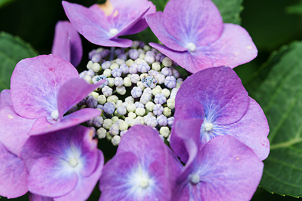 포토 JPG 주간 식물 꽃 여러송이 백그라운드 자연 근접촬영 사람없음 야외 아웃포커스 보라색 수국 국내포토 자연요소 뷰포인트 컬러 다수 촬영기법 생태계 파일형식