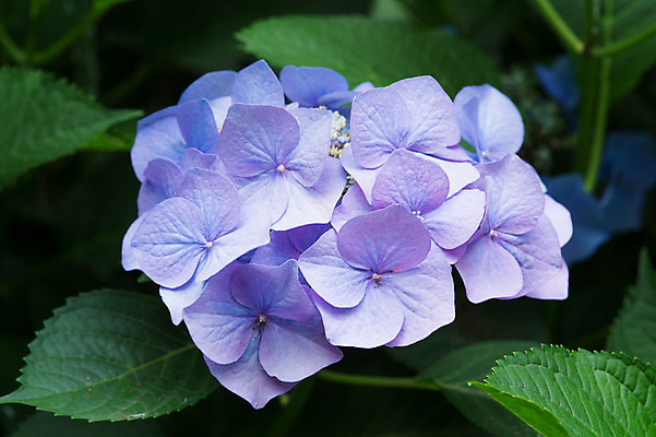 포토 JPG 주간 식물 꽃 여러송이 잎 자연 근접촬영 사람없음 야외 아웃포커스 보라색 수국 국내포토 자연요소 뷰포인트 컬러 다수 촬영기법 생태계 파일형식