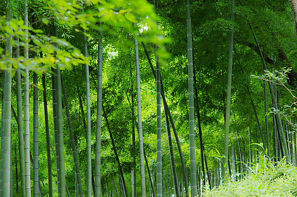 포토 JPG 주간 나무 공원 자연 풍경 사람없음 야외 일본 숲 대나무 대나무숲 국내포토 자연요소 식물 공공시설 아시아 생태계 파일형식