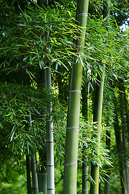 포토 JPG 주간 나무 공원 자연 풍경 사람없음 야외 일본 숲 대나무 대나무숲 국내포토 자연요소 식물 공공시설 아시아 생태계 파일형식
