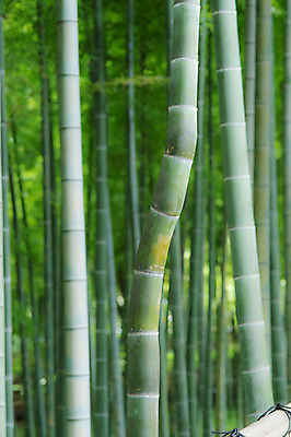 포토 JPG 주간 나무 공원 자연 풍경 사람없음 야외 아웃포커스 일본 숲 대나무 대나무숲 국내포토 자연요소 식물 공공시설 아시아 촬영기법 생태계 파일형식