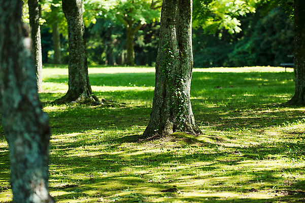 포토 JPG 주간 나무 공원 자연 풍경 잔디 사람없음 야외 아웃포커스 일본 숲 국내포토 자연요소 식물 공공시설 아시아 촬영기법 생태계 파일형식