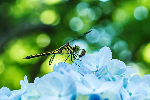 포토 JPG 주간 식물 동물 한마리 꽃 여러송이 곤충 자연 근접촬영 사람없음 야외 아웃포커스 흰색 잠자리 보케 수국 국내포토 자연요소 1 뷰포인트 컬러 다수 촬영기법 생태계 파일형식