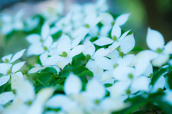 포토 JPG 주간 식물 꽃 여러송이 백그라운드 잎 자연 근접촬영 사람없음 야외 아웃포커스 흰색 수국 국내포토 자연요소 뷰포인트 컬러 다수 촬영기법 생태계 파일형식