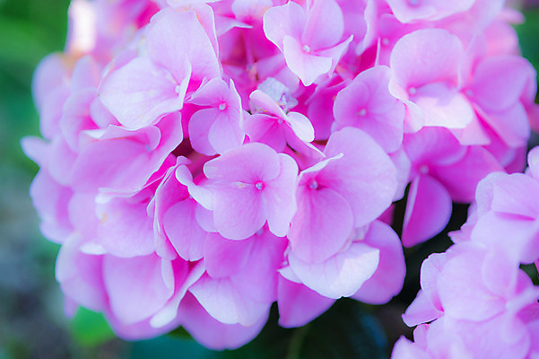 포토 JPG 주간 식물 꽃 분홍색 여러송이 백그라운드 자연 근접촬영 사람없음 야외 아웃포커스 수국 국내포토 자연요소 뷰포인트 컬러 다수 촬영기법 생태계 파일형식