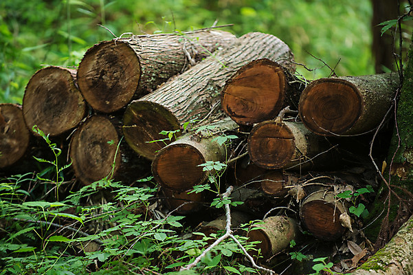 포토 JPG 주간 나무 자연 사람없음 야외 목재 아웃포커스 일본 숲 장작 통나무 국내포토 자연요소 식물 아시아 재료 촬영기법 생태계 파일형식