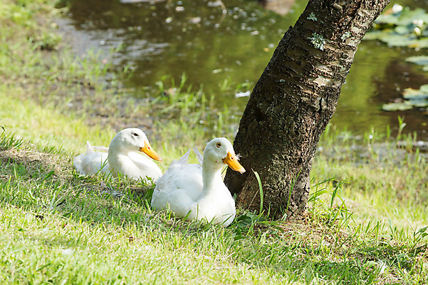 포토 JPG 주간 나무 동물 호수 야생동물 두마리 자연 오리 잔디 사람없음 야외 아웃포커스 국내포토 자연요소 식물 2 조류 촬영기법 생태계 파일형식