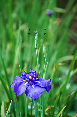 포토 JPG 주간 식물 동물 한마리 꽃 곤충 한송이 자연 사람없음 야외 아웃포커스 파란색 잠자리 붓꽃 국내포토 자연요소 1 컬러 촬영기법 생태계 송이 파일형식