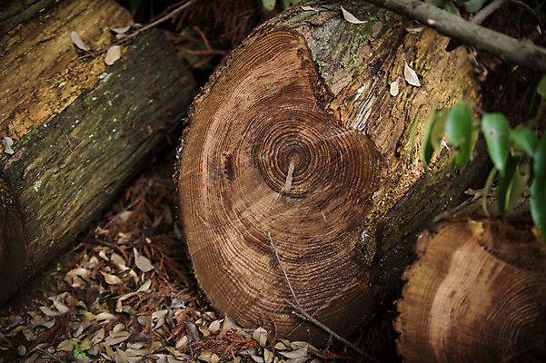 포토 JPG 주간 나무 식물 자연 사람없음 야외 아웃포커스 나이테 나무밑둥 국내포토 자연요소 촬영기법 생태계 파일형식