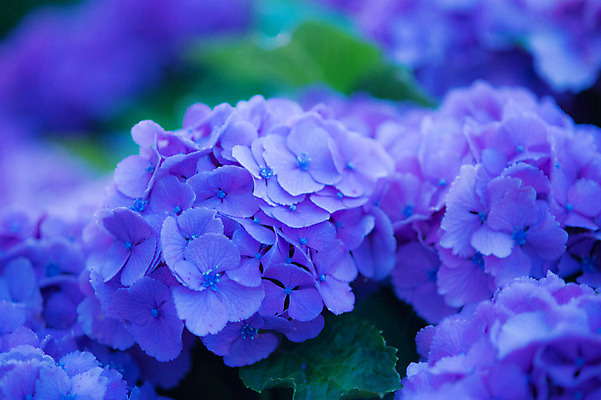 포토 JPG 주간 식물 꽃 여러송이 백그라운드 자연 근접촬영 사람없음 야외 아웃포커스 파란색 수국 국내포토 자연요소 뷰포인트 컬러 다수 촬영기법 생태계 파일형식