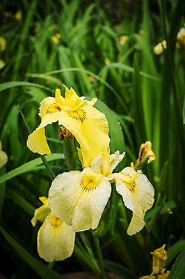 포토 JPG 주간 식물 꽃 자연 사람없음 야외 아웃포커스 노란색 풀잎 붓꽃 국내포토 자연요소 컬러 잎 촬영기법 풀_식물 생태계 파일형식