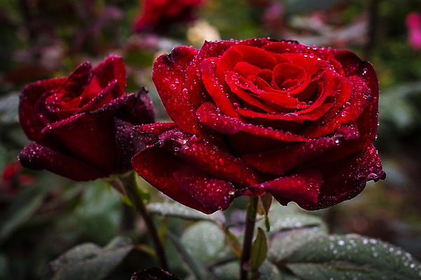 포토 JPG 식물 꽃 자연 근접촬영 사람없음 야외 아웃포커스 빨간색 장미 물방울 두송이 국내포토 뷰포인트 컬러 2 촬영기법 생태계 파일형식