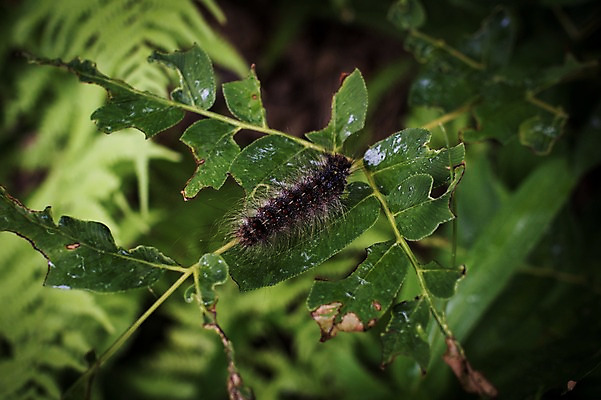 포토 JPG 식물 한마리 꽃 곤충 잎 자연 사람없음 야외 아웃포커스 수분 송충이 국내포토 동물 1 촬영기법 생태계 파일형식