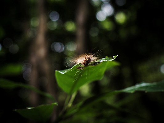 포토 JPG 동물 한마리 곤충 잎 자연 사람없음 야외 아웃포커스 송충이 국내포토 식물 1 촬영기법 생태계 파일형식