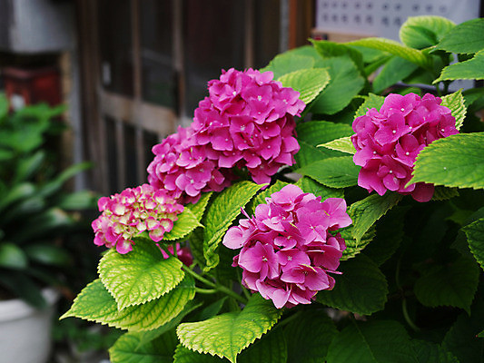 포토 JPG 주간 식물 꽃 분홍색 여러송이 잎 자연 사람없음 야외 아웃포커스 수국 국내포토 자연요소 컬러 다수 촬영기법 생태계 파일형식