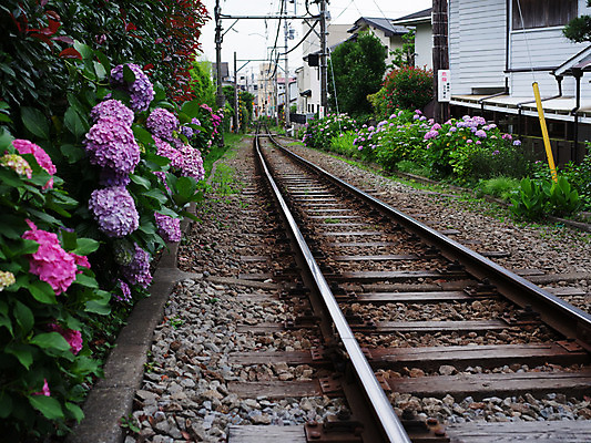 포토 JPG 주간 식물 꽃 교통시설 사람없음 야외 일본 기찻길 원근감 전봇대 주택가 수국 철도의날 국내포토 자연요소 공공시설 아시아 뷰포인트 교통 시설 파일형식 법정기념일
