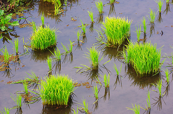 포토 JPG 주간 식물 논 사람없음 야외 물 농경지 농사 일본 모내기 국내포토 자연요소 아시아 농업 농장 파일형식