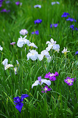 포토 JPG 주간 식물 꽃 여러송이 자연 사람없음 야외 아웃포커스 풀잎 붓꽃 국내포토 자연요소 다수 잎 촬영기법 풀_식물 생태계 파일형식
